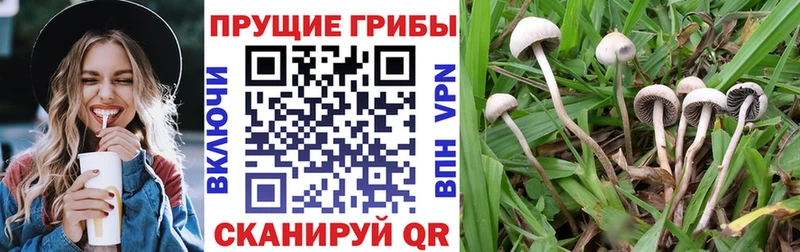 kraken зеркало  Кировград  мориарти какой сайт  Галлюциногенные грибы мицелий 